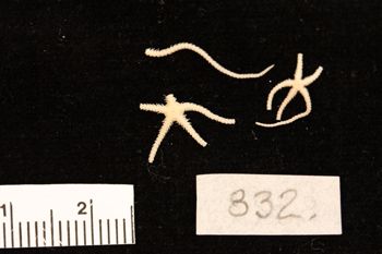 Media type: image;   Invertebrate Zoology OPH-832